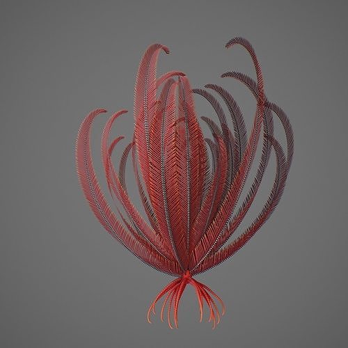 Crinoid feather Low-poly 3D model