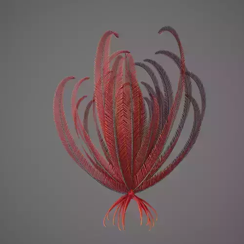 Crinoid feather Low-poly 3D model