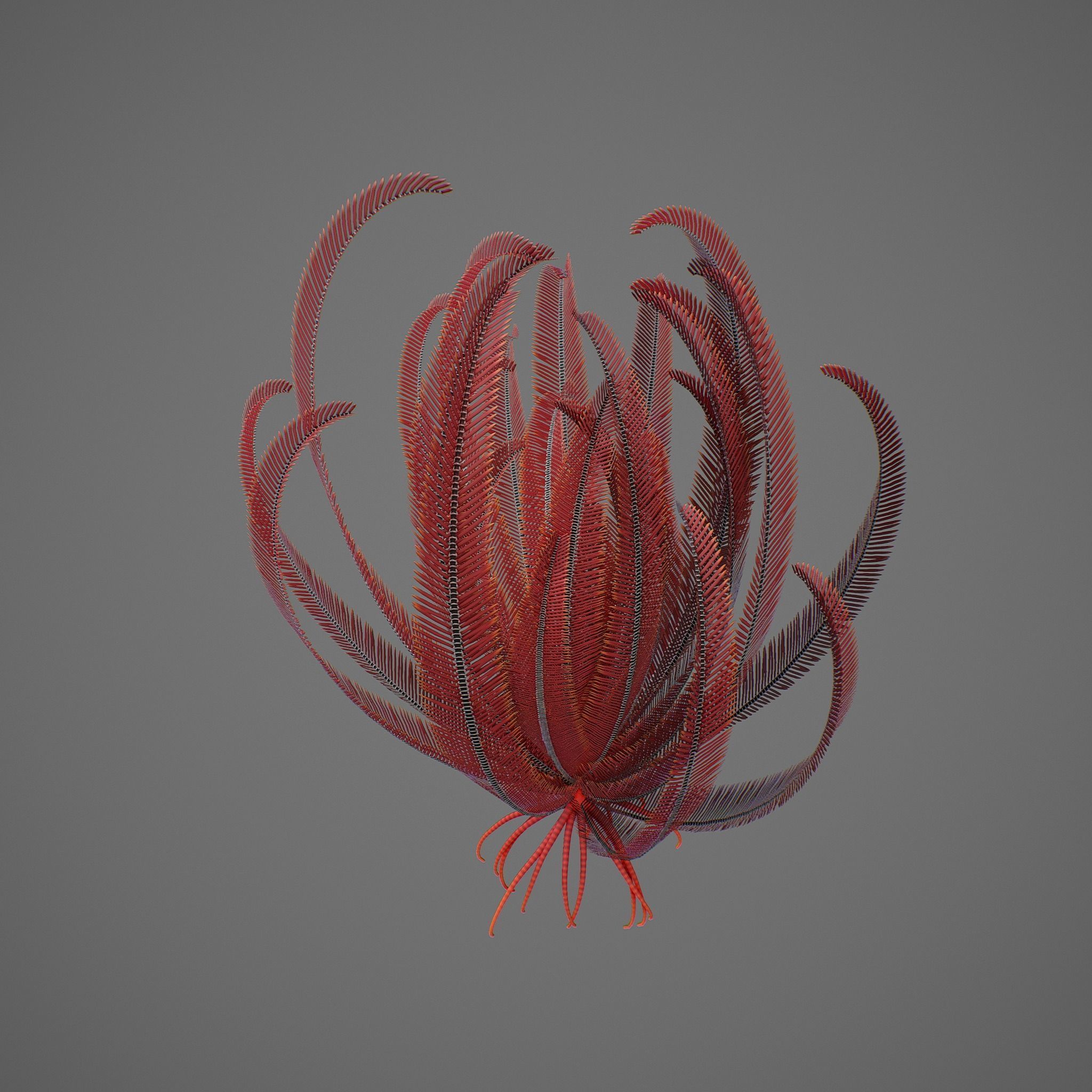 Crinoid feather Low-poly 3D model_5