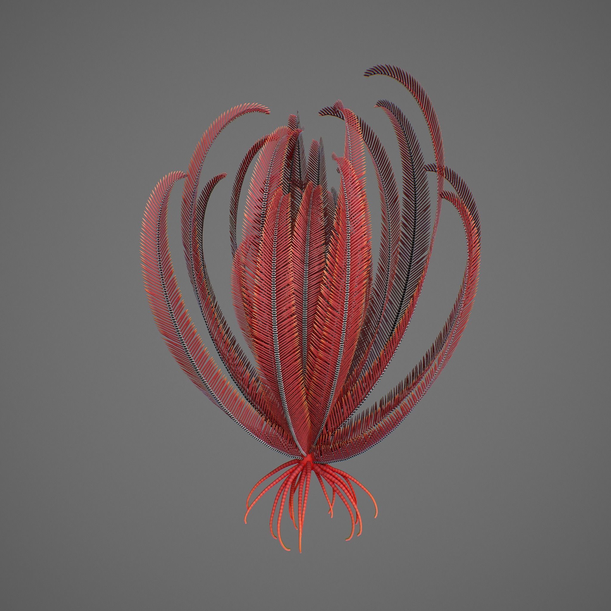 Crinoid feather Low-poly 3D model_1