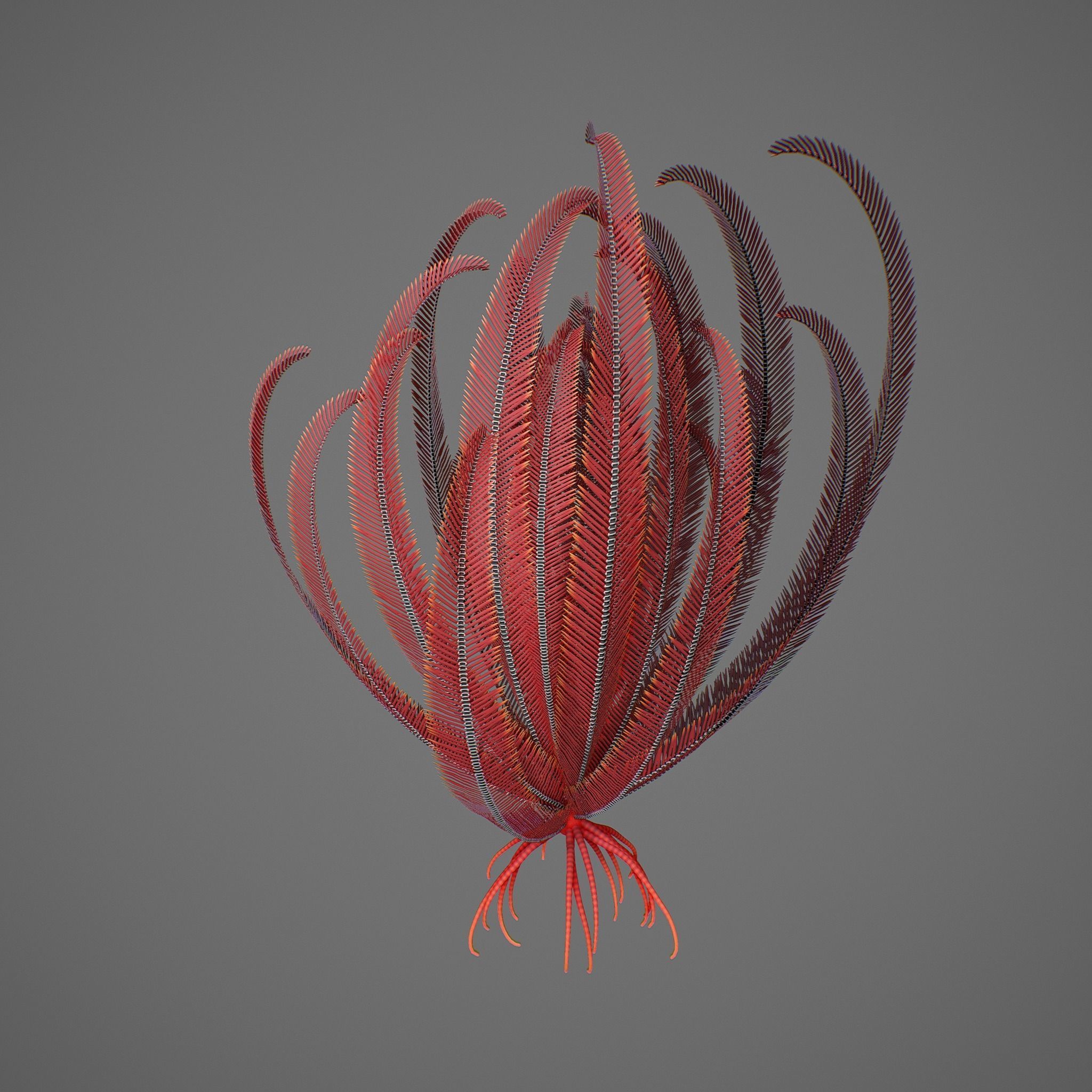 Crinoid feather Low-poly 3D model_2