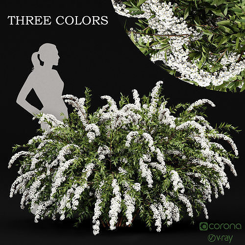 Spiraea cinerea 3 Material Grefsheim flowering shrub 3D model