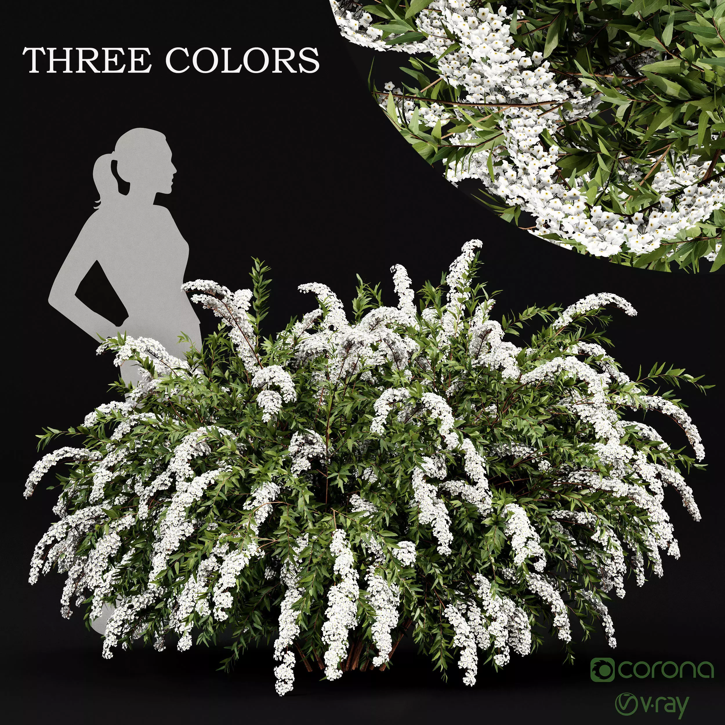 Spiraea cinerea 3 Material Grefsheim flowering shrub 3D model