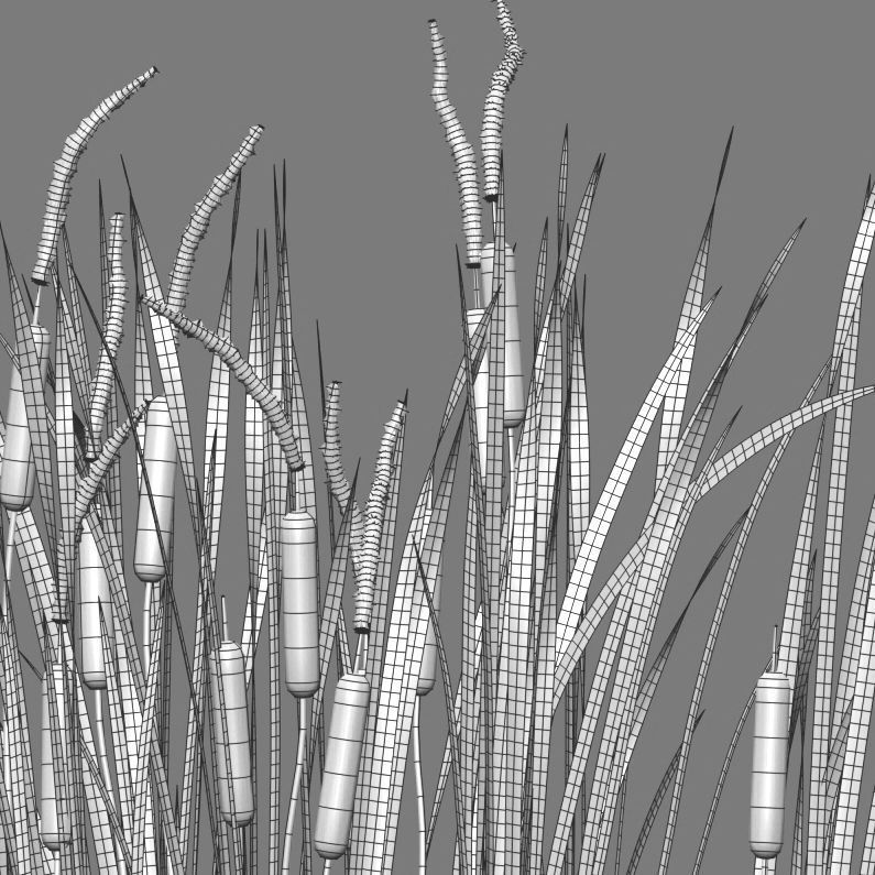 Typha angustifolia - Lesser bulrush 3D model_13
