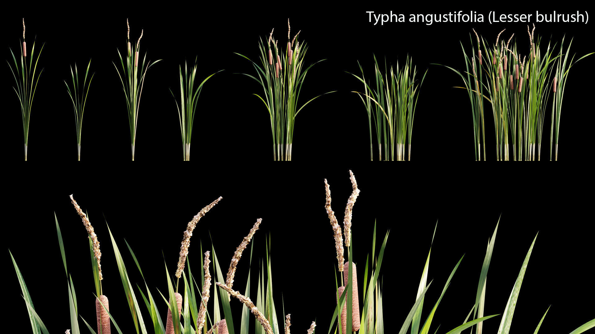Typha angustifolia - Lesser bulrush 3D model_1