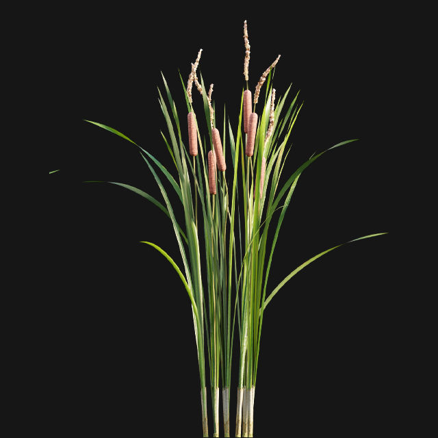 Typha angustifolia - Lesser bulrush 3D model_10