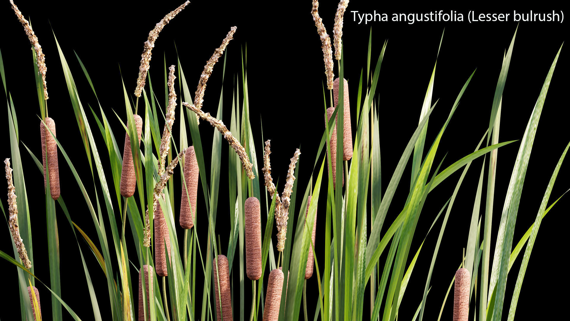 Typha angustifolia - Lesser bulrush 3D model_5