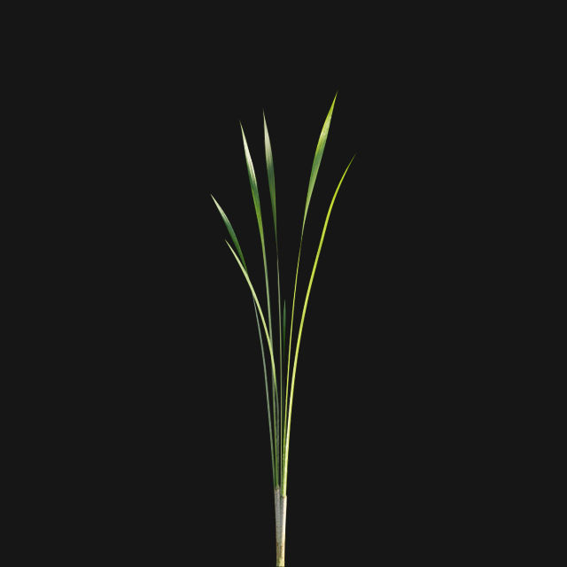 Typha angustifolia - Lesser bulrush 3D model_7