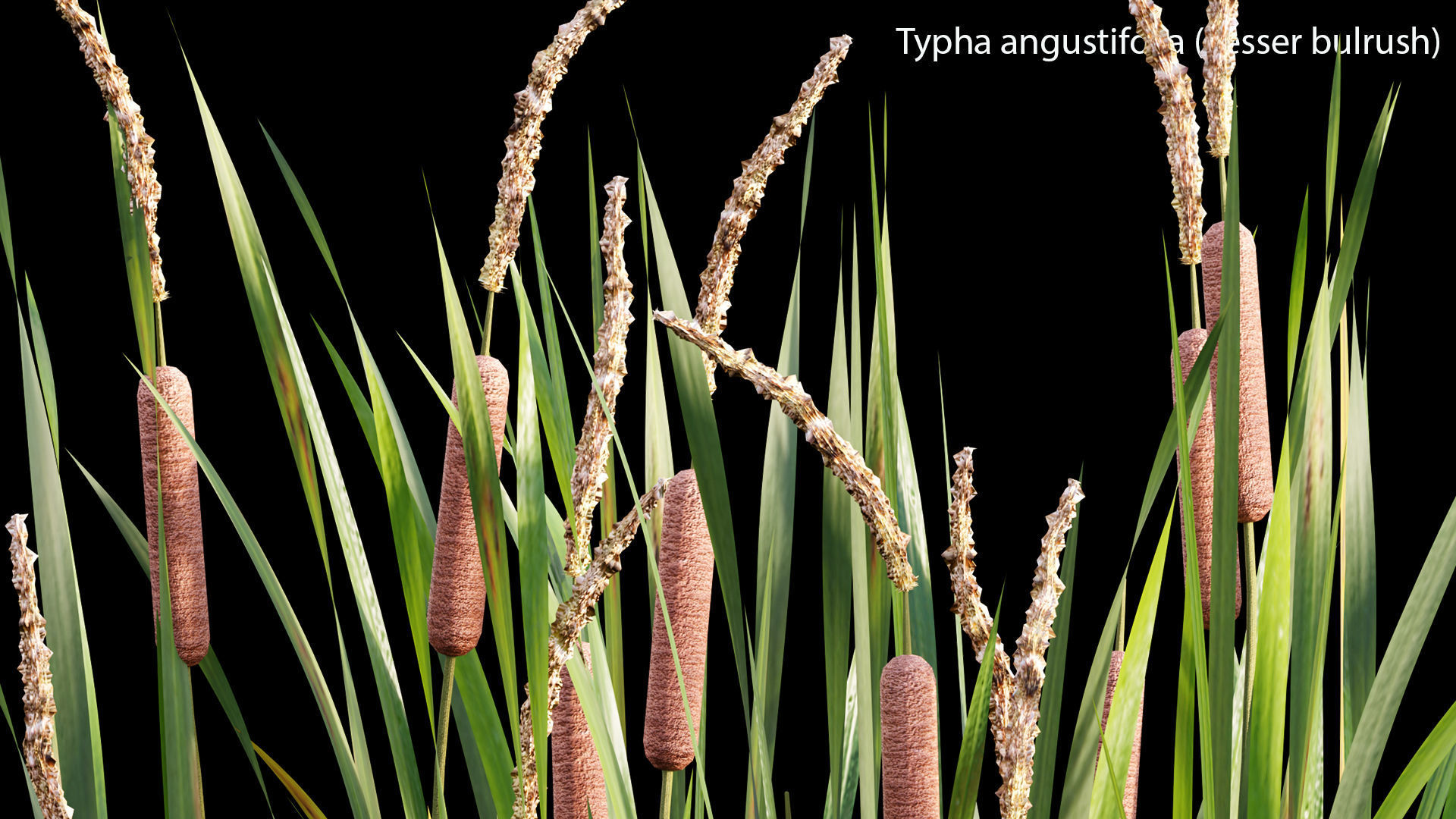 Typha angustifolia - Lesser bulrush 3D model_4