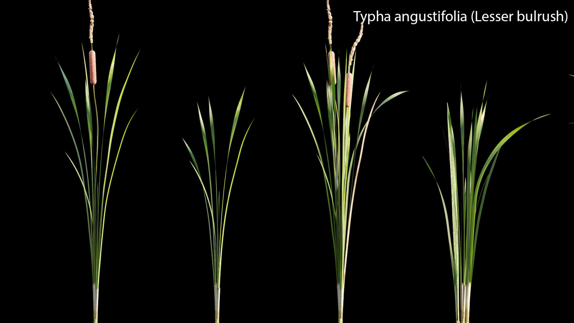 Typha angustifolia - Lesser bulrush 3D model_3