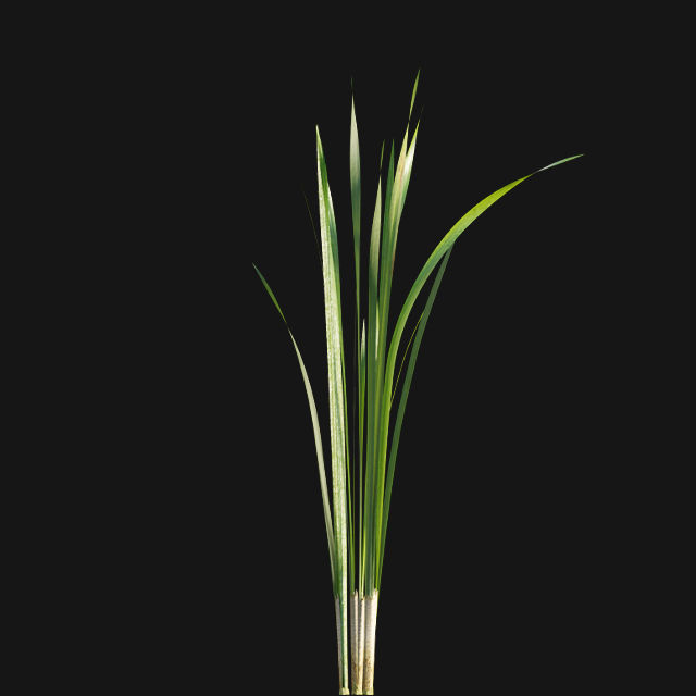 Typha angustifolia - Lesser bulrush 3D model_9