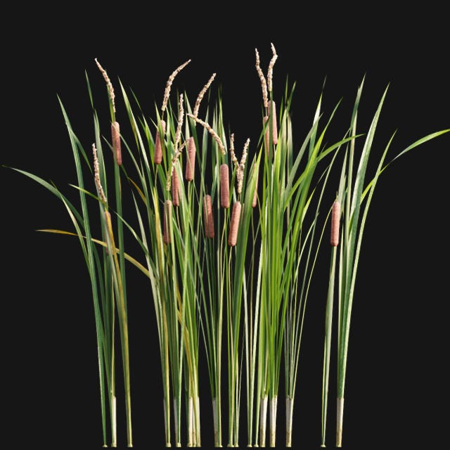 Typha angustifolia - Lesser bulrush 3D model_12