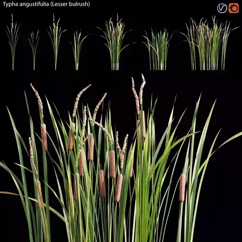 Typha angustifolia - Lesser bulrush