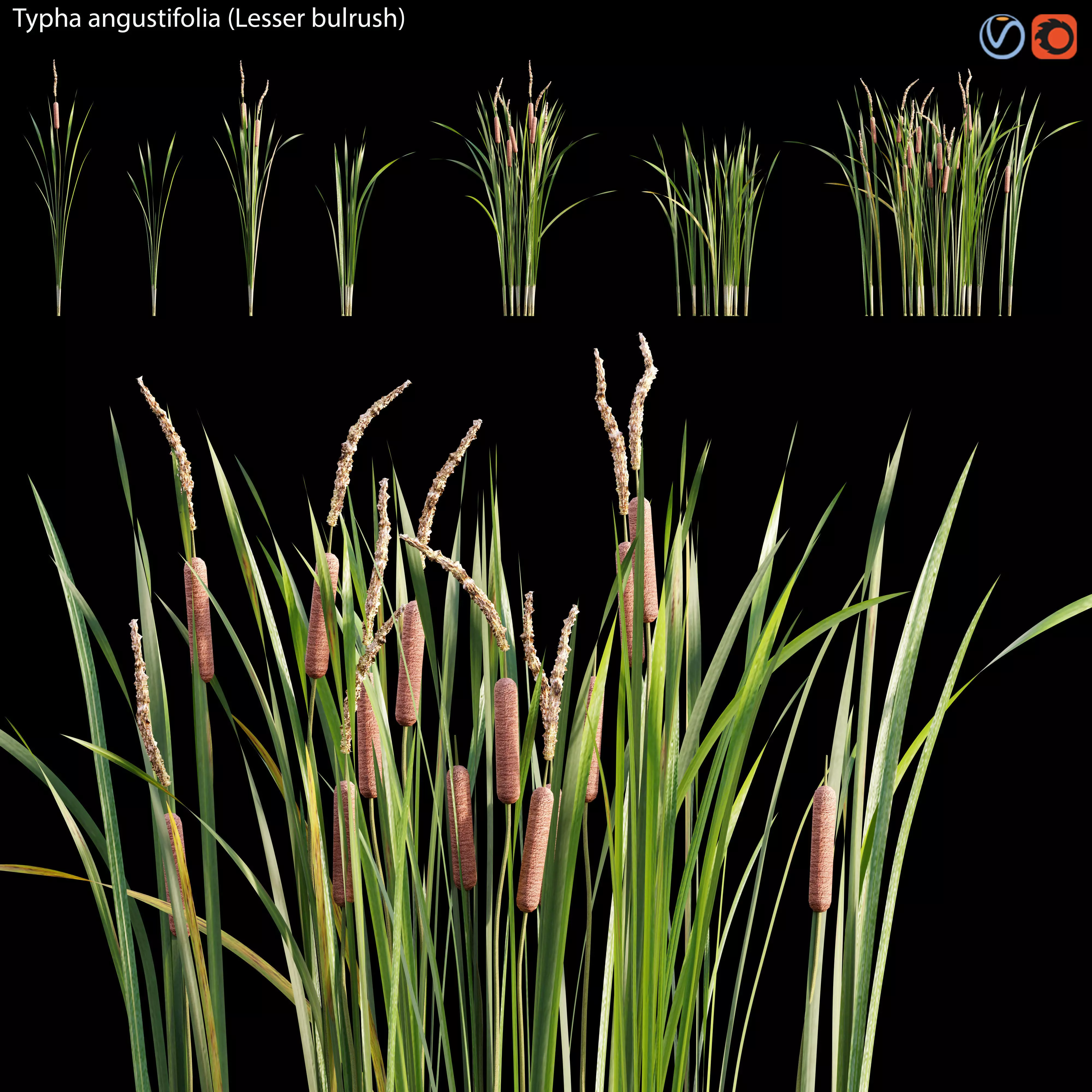 Typha angustifolia - Lesser bulrush 3D model_0