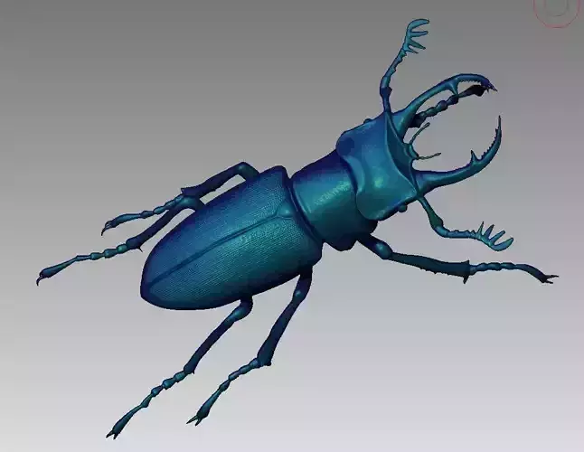 Stag beetle