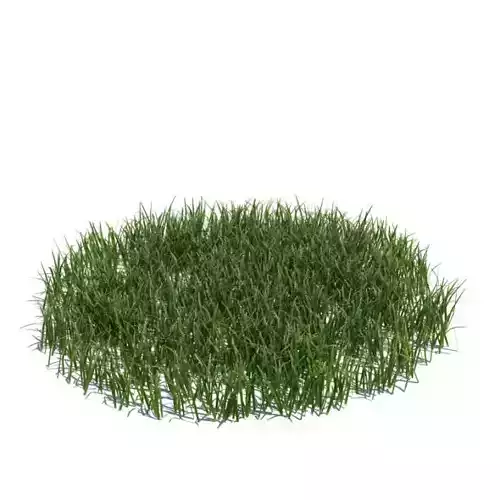 Long Bladed Grass