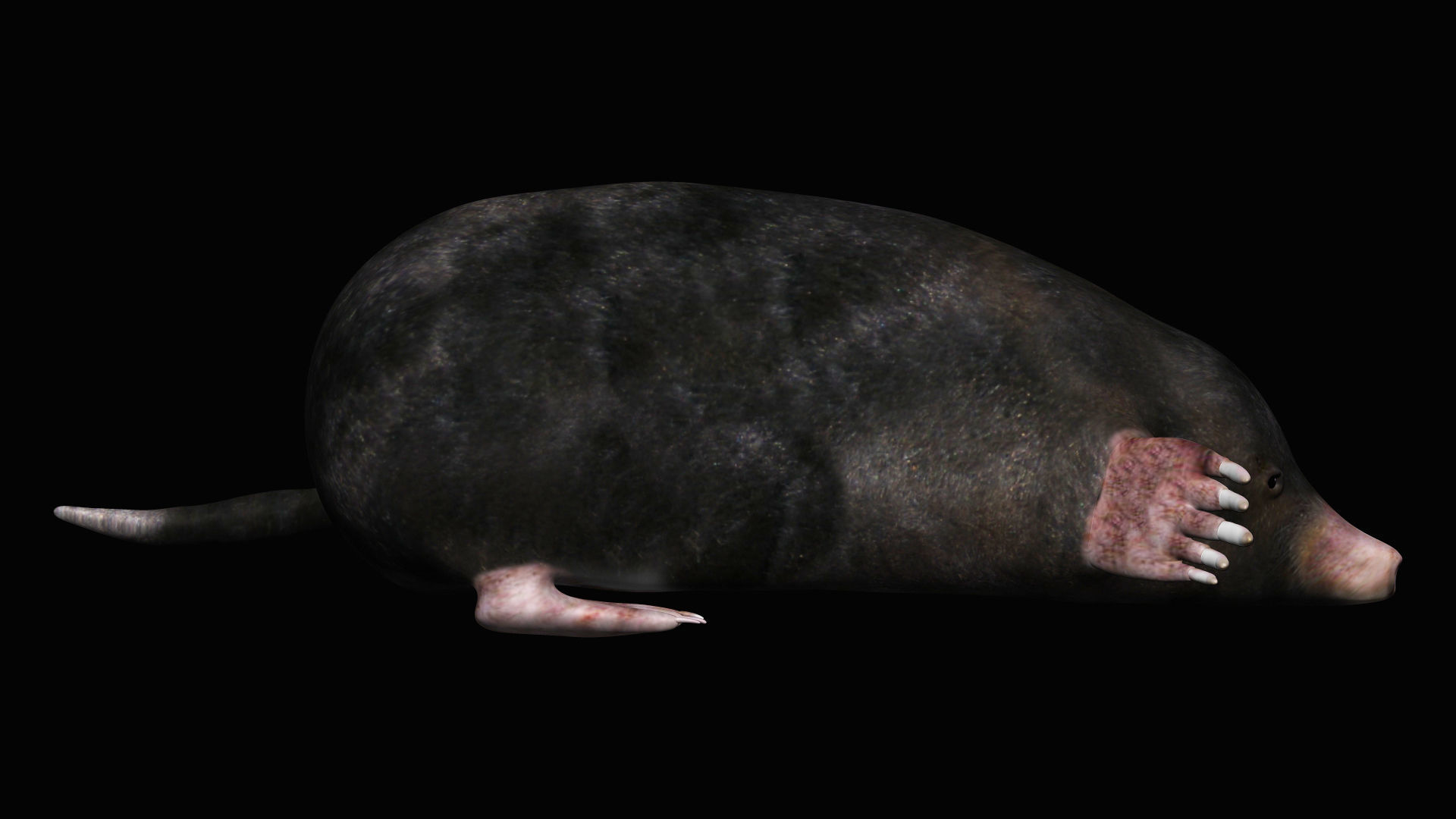 Mole rodent Low-poly 3D model_2