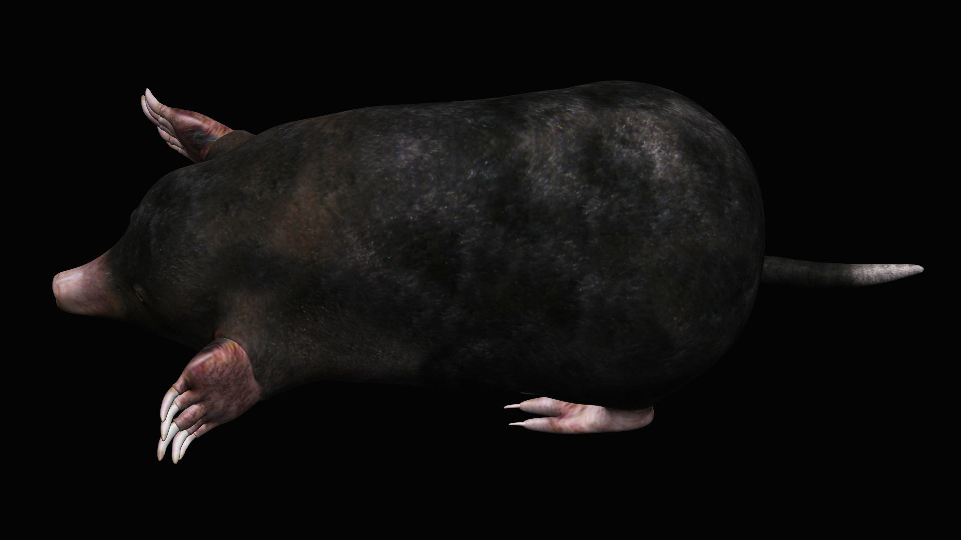 Mole rodent Low-poly 3D model_4