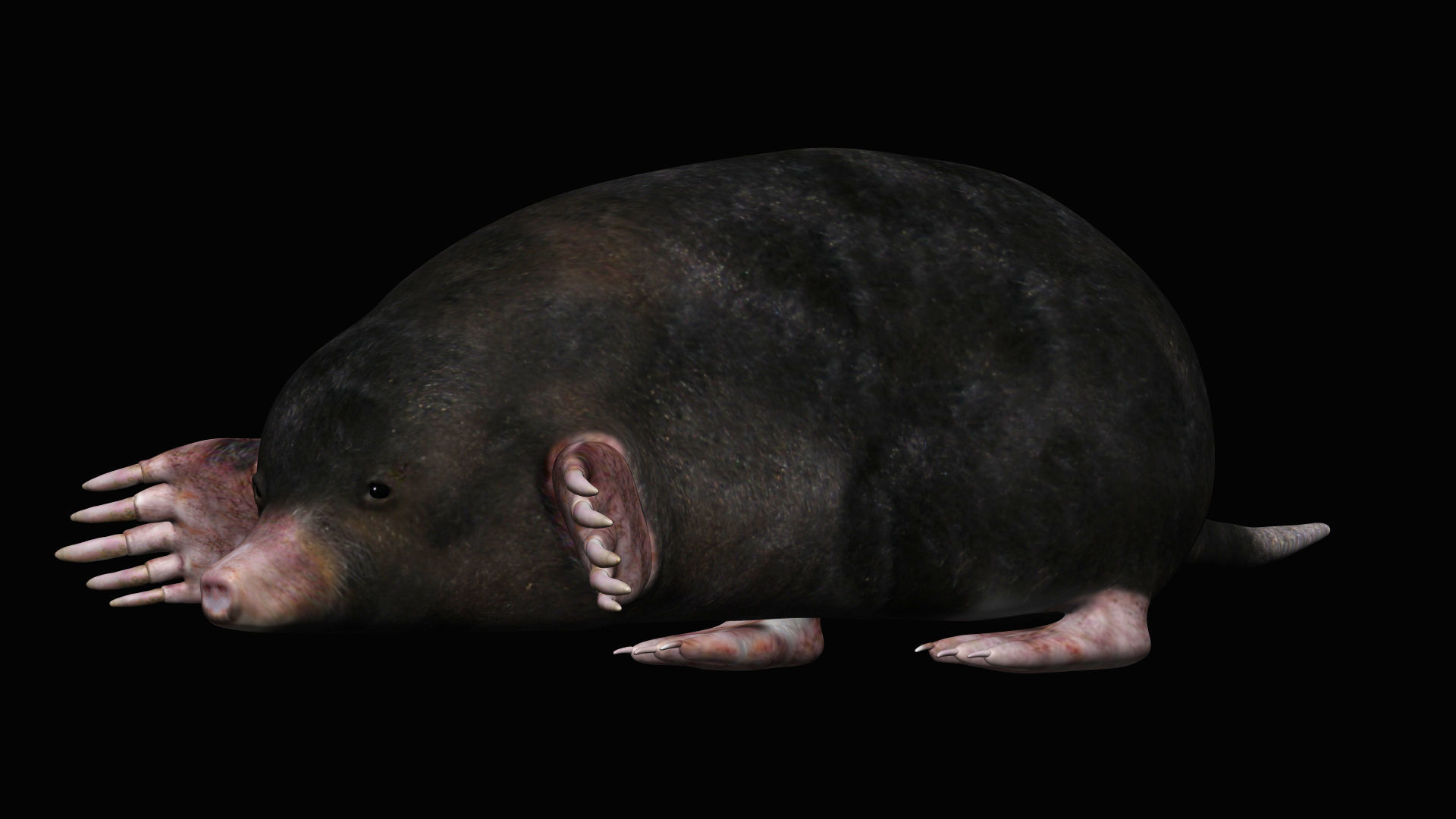 Mole rodent Low-poly 3D model_3