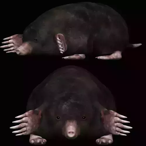 Mole rodent