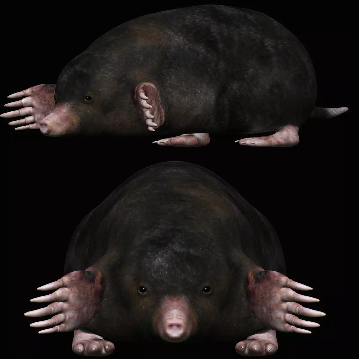 Mole rodent Low-poly 3D model_0