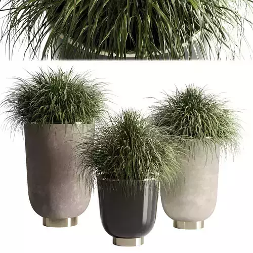 collection Indoor plant 54 vase concrete plant grass pot