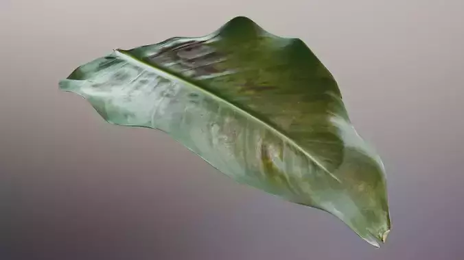 Strelitzia nicolai leaves texture