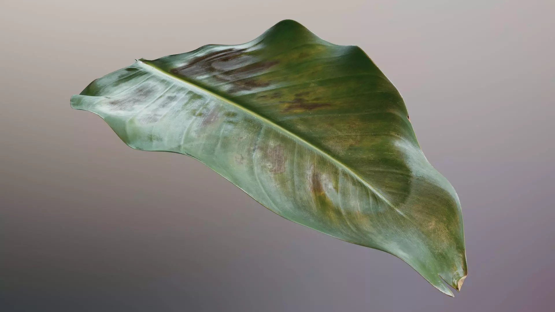 Strelitzia nicolai leaves texture 3D model