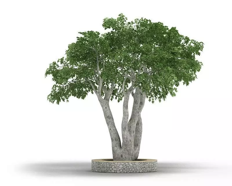 Medium Sized Planted Tree 3D model