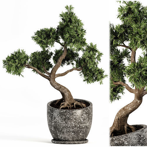 Plant bonsai-01 3D model