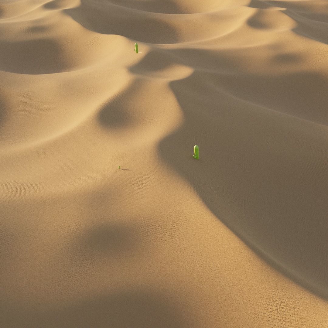 Desert cactus plants in Texture_3