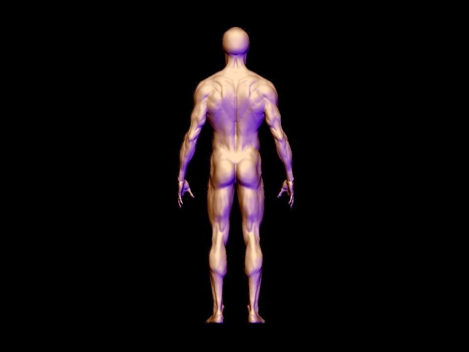 anatomy  for study  3D model_5