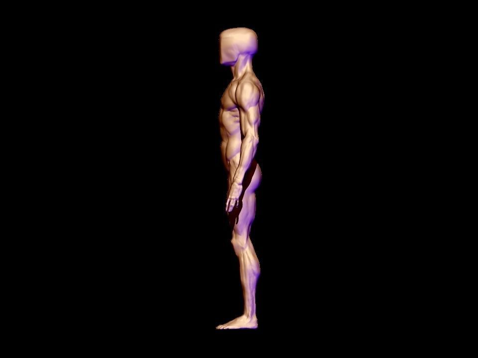 anatomy  for study  3D model_9