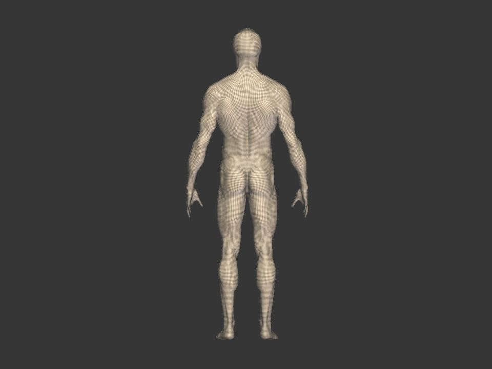 anatomy  for study  3D model_6