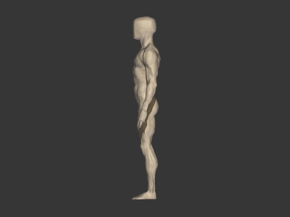 anatomy  for study  3D model_7