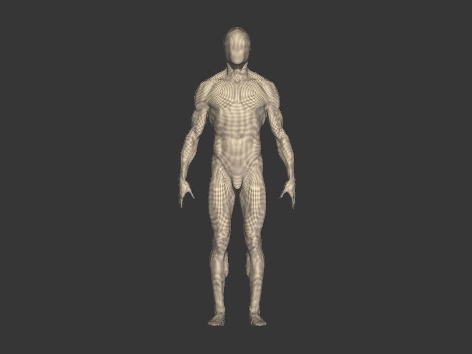 anatomy  for study  3D model_8