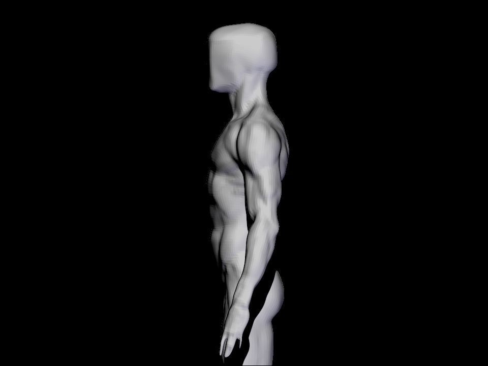anatomy  for study  3D model_3