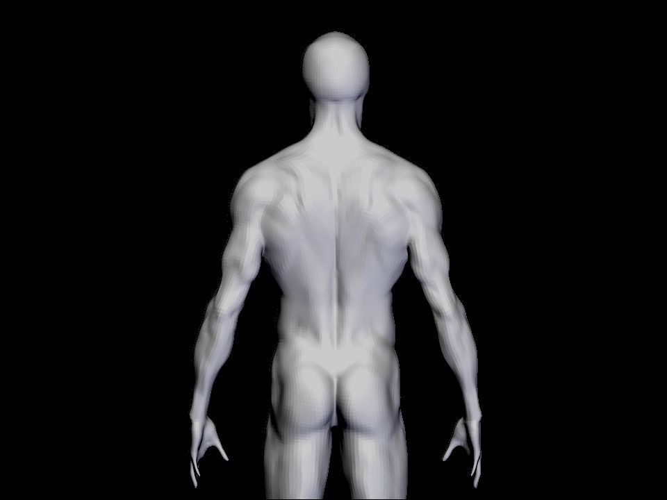 anatomy  for study  3D model_4