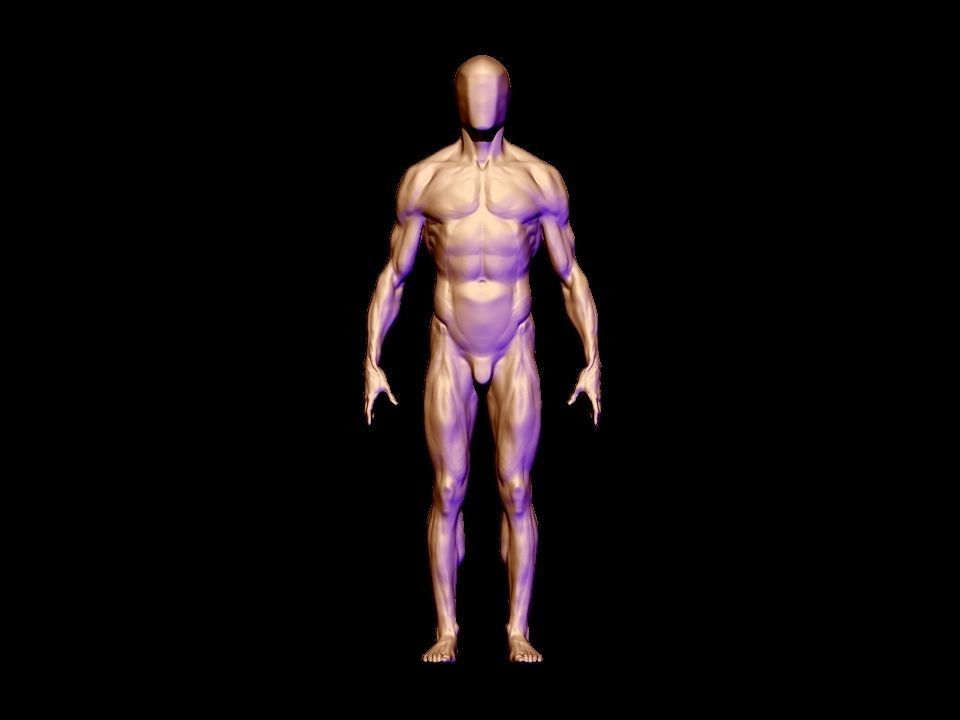 anatomy  for study  3D model_2