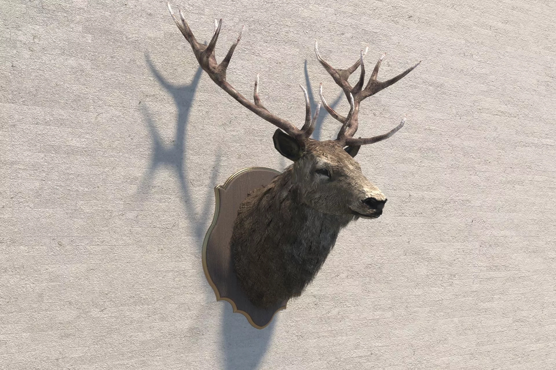 Deer head decorative wall decoration display collection 3D model_0