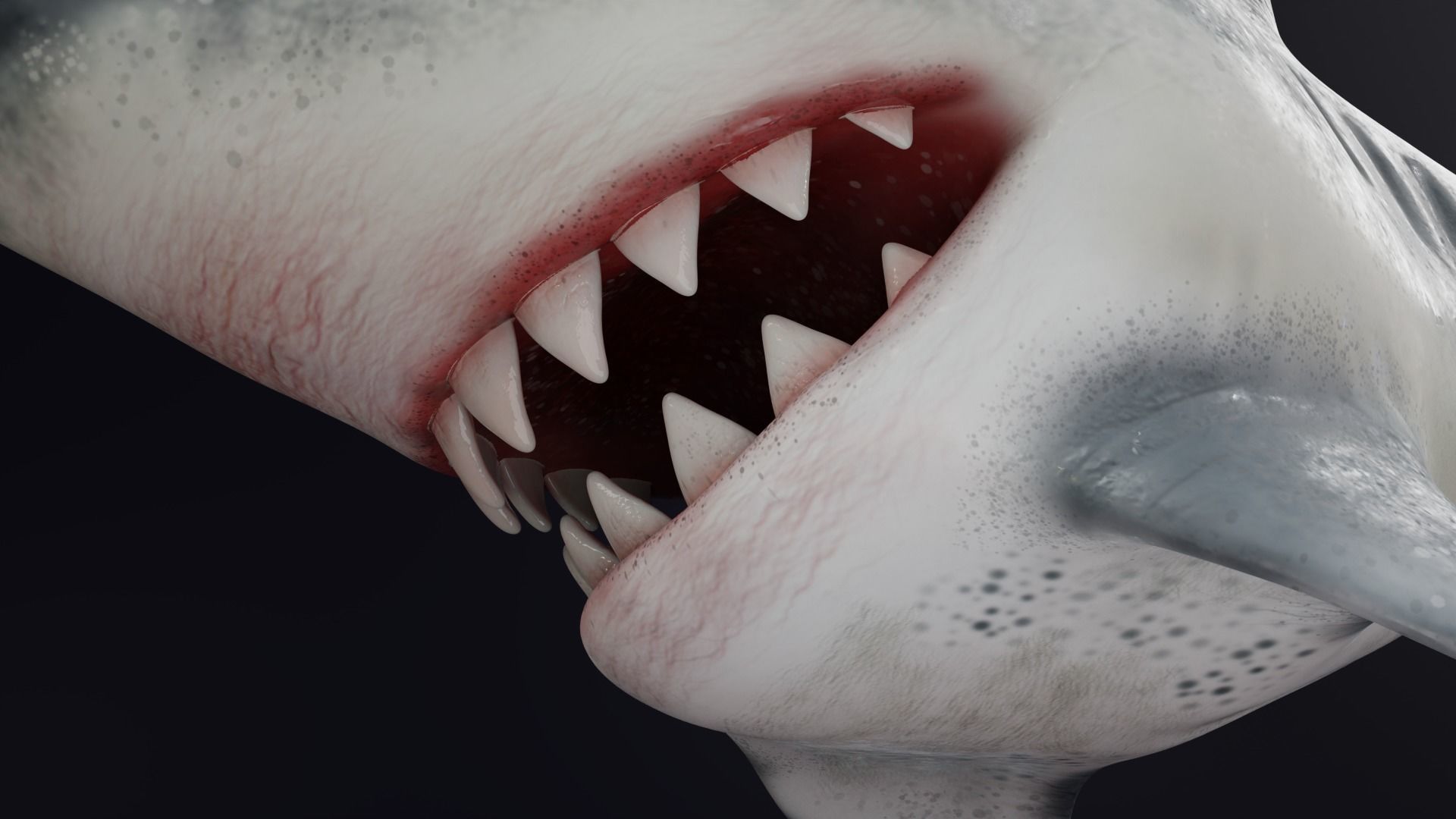 3D Stylized Cute Shark - Rigged 3D model_7