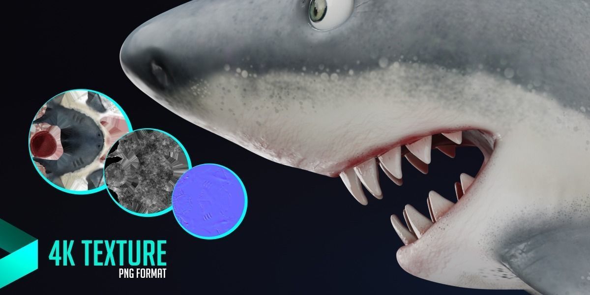 3D Stylized Cute Shark - Rigged 3D model_2