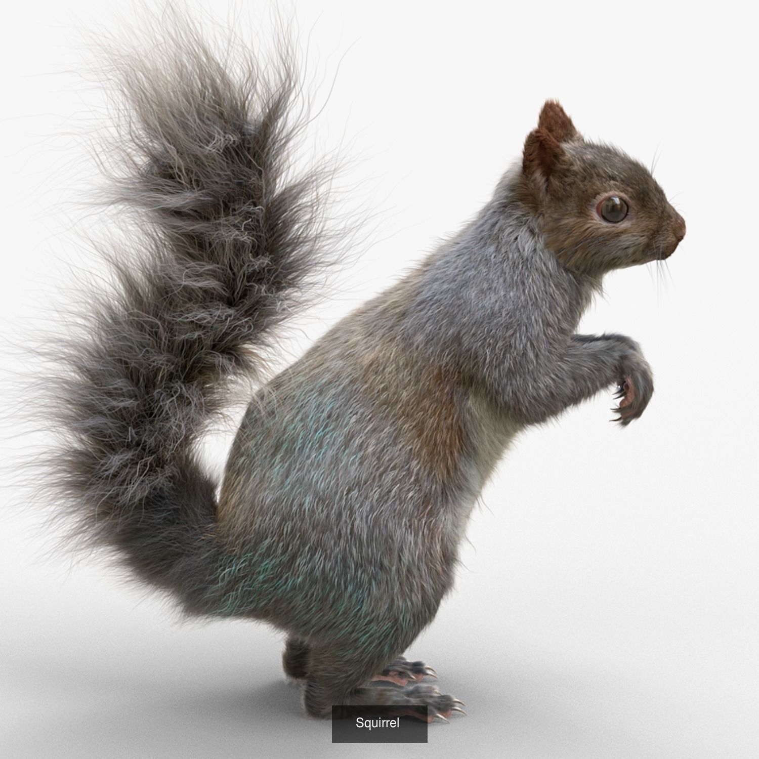 Squirrel Grey and Red RIG 3D Model Collection_4