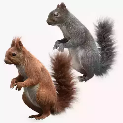 Squirrel Grey and Red RIG 3D Model Collection