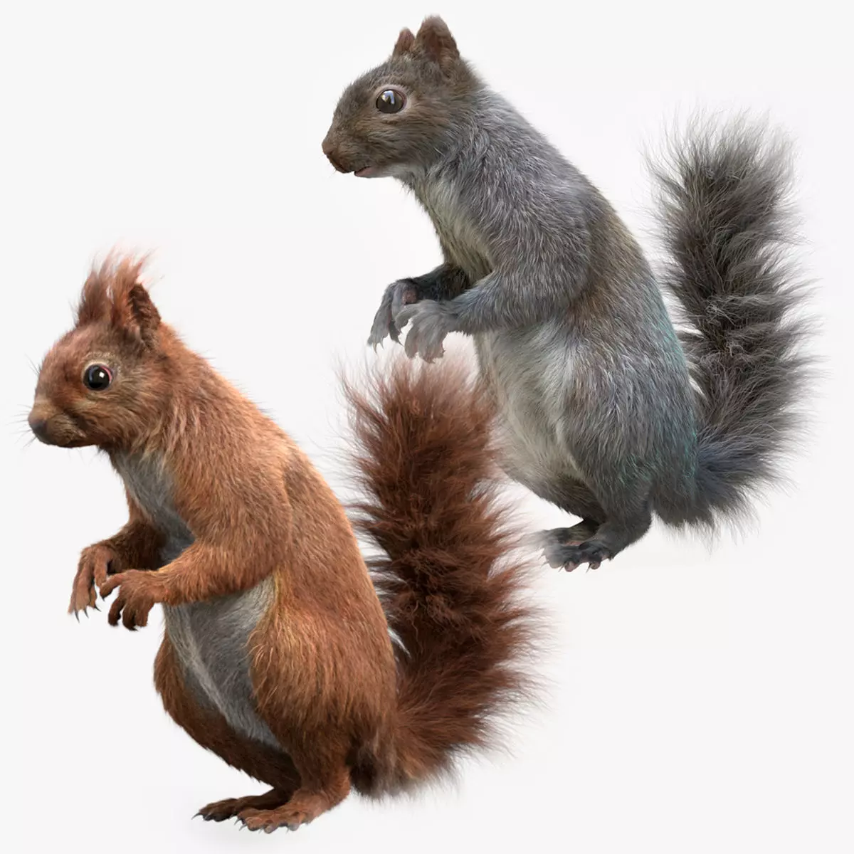 Squirrel Grey and Red RIG 3D Model Collection_0