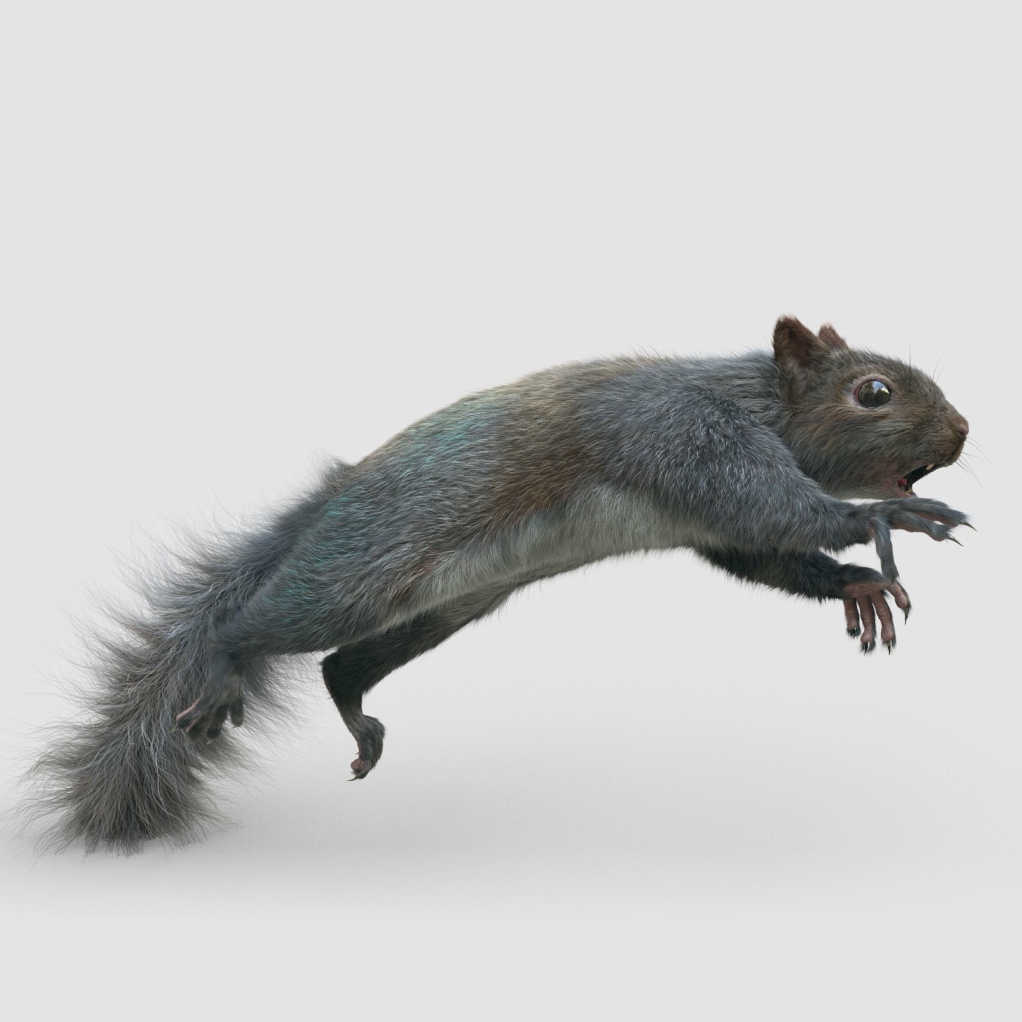 Squirrel Grey and Red RIG 3D Model Collection_3
