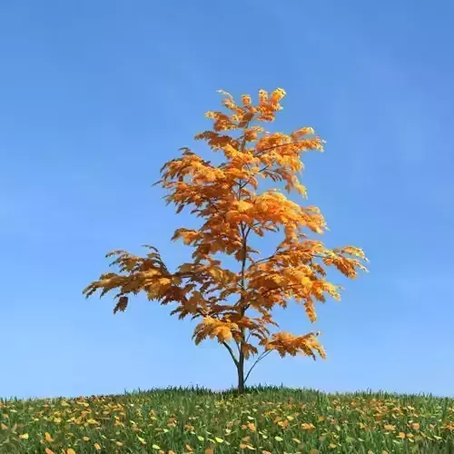Leaf Tree   Autumn Leaves 3D model