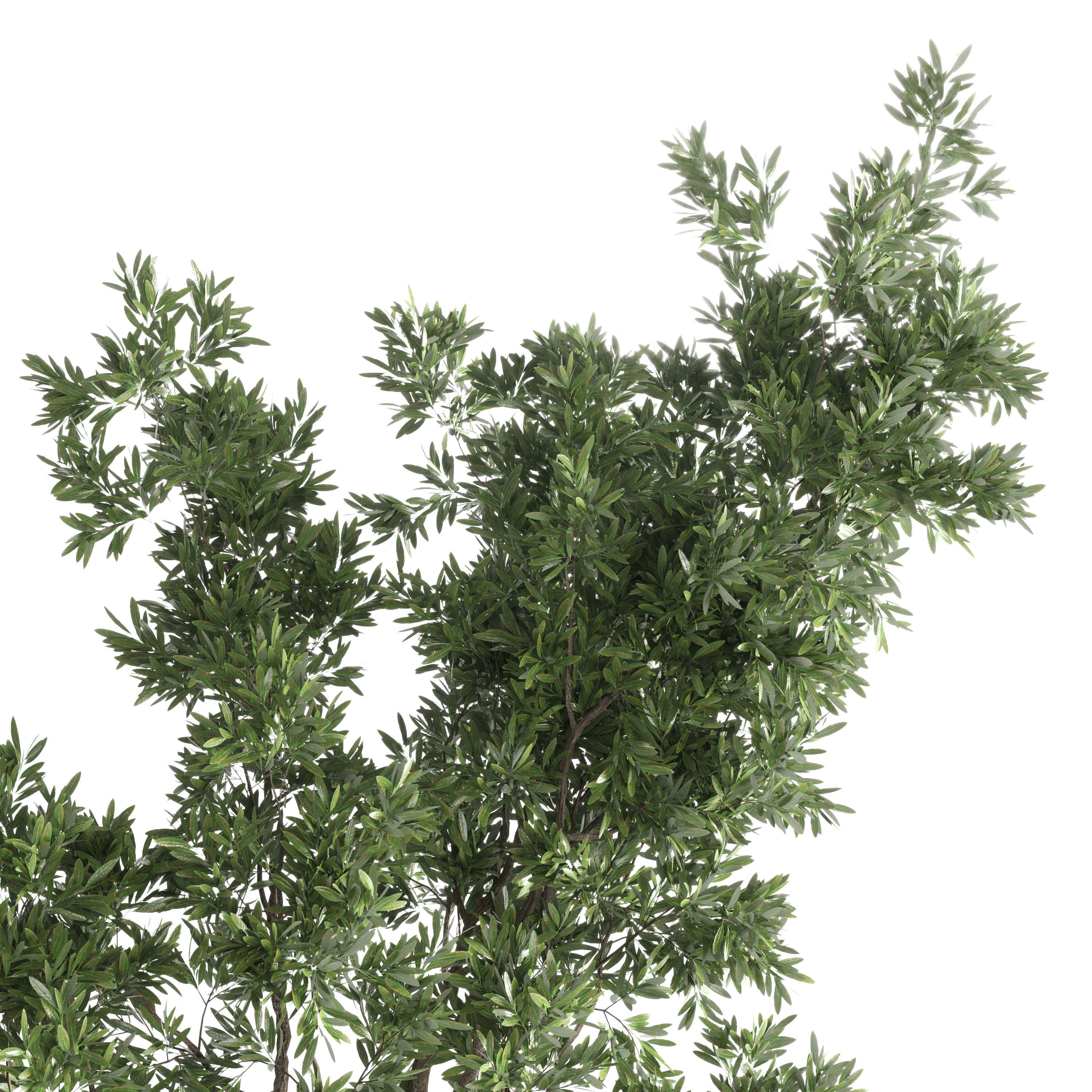 Indoor plant 56 vase handmade-pottery plant tree pot 3D model_3