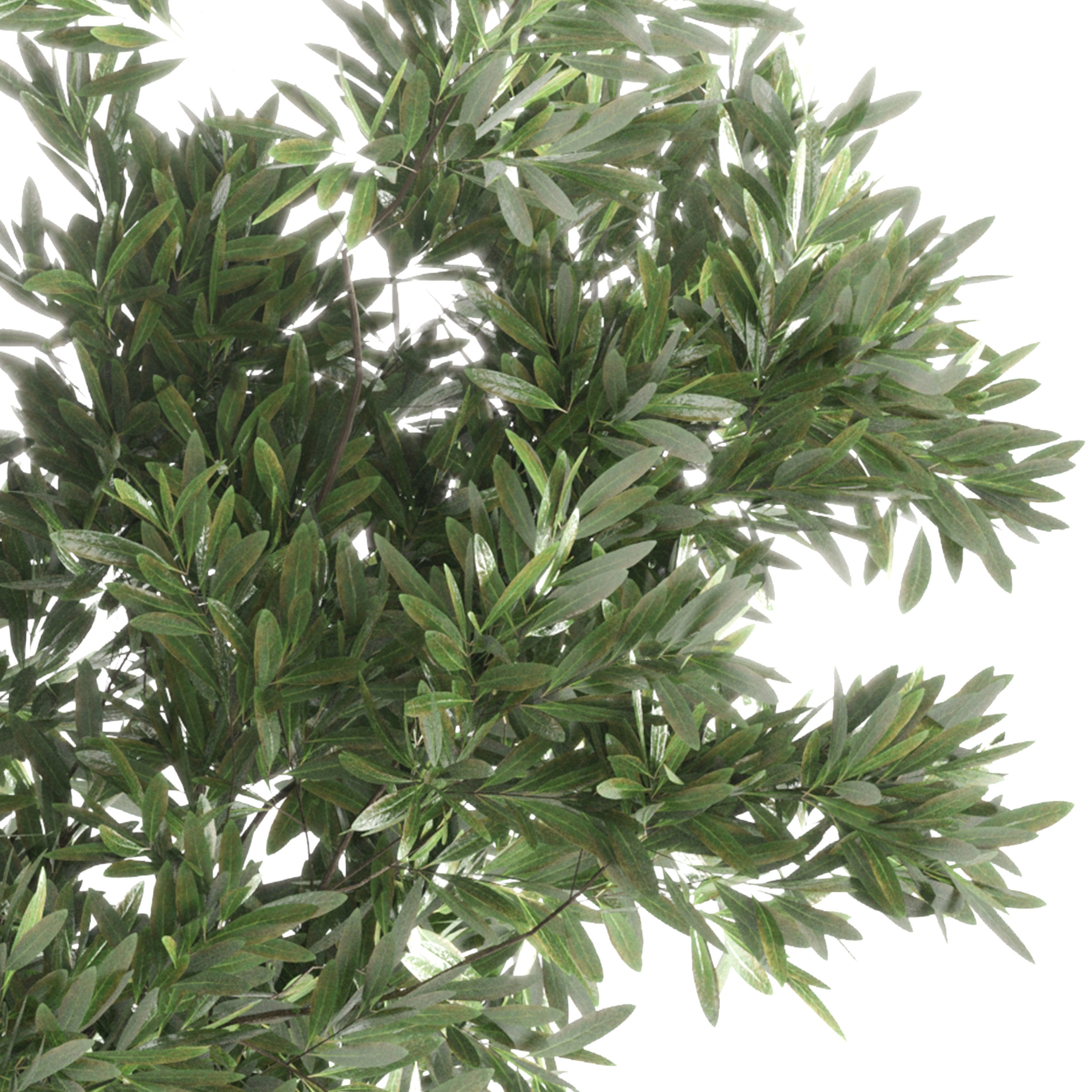 Indoor plant 56 vase handmade-pottery plant tree pot 3D model_5