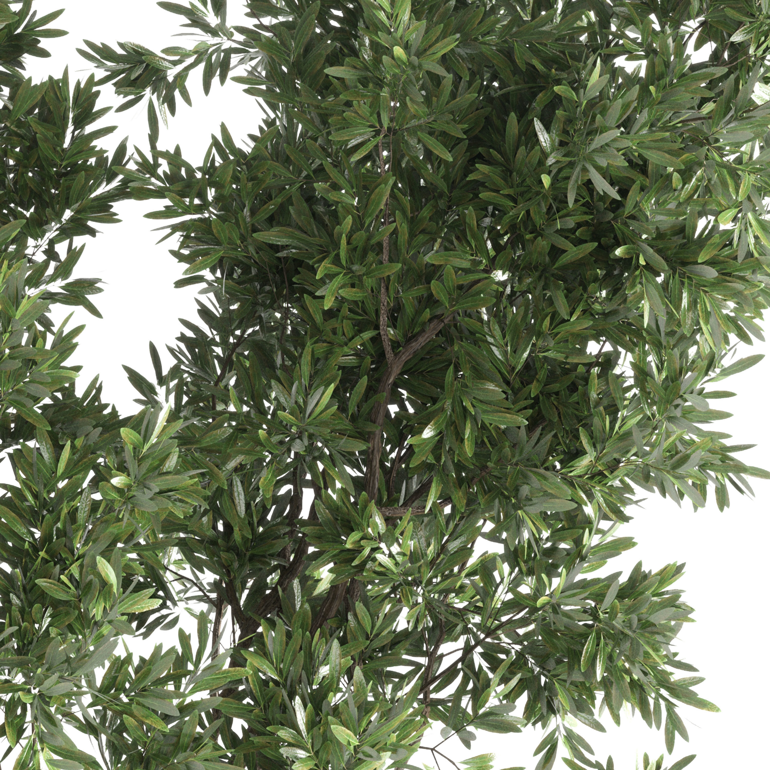 Indoor plant 56 vase handmade-pottery plant tree pot 3D model_4